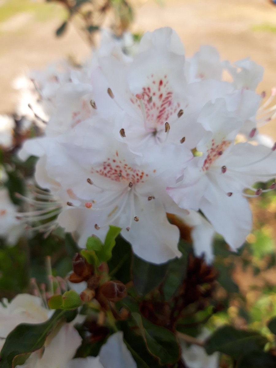 R. rigidum